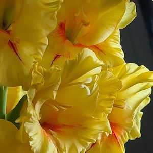 Meet your Posher, Nora